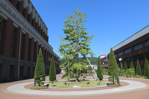 中央庭園　シンボルツリー