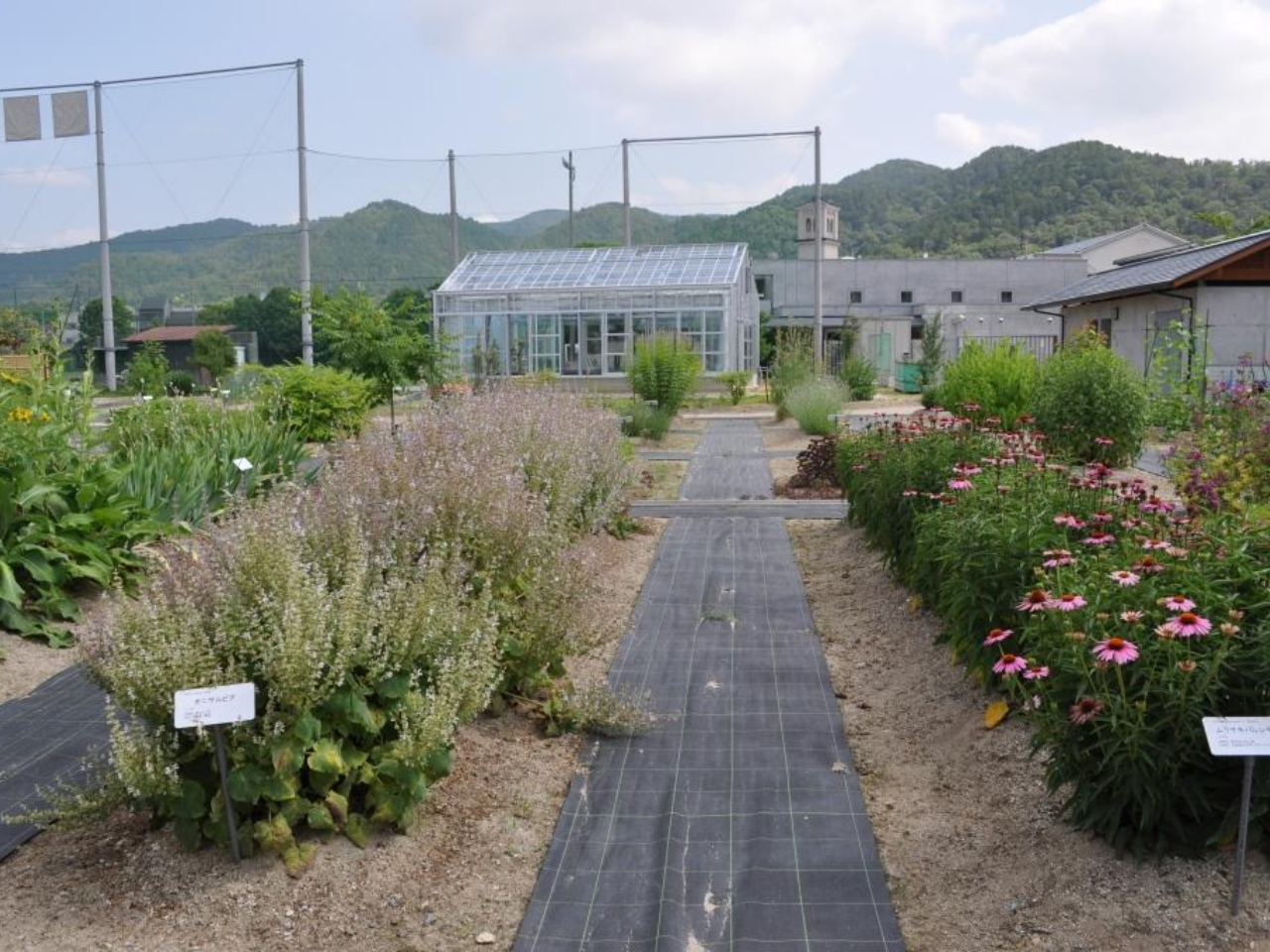 薬用植物園　画像フルサイズ04