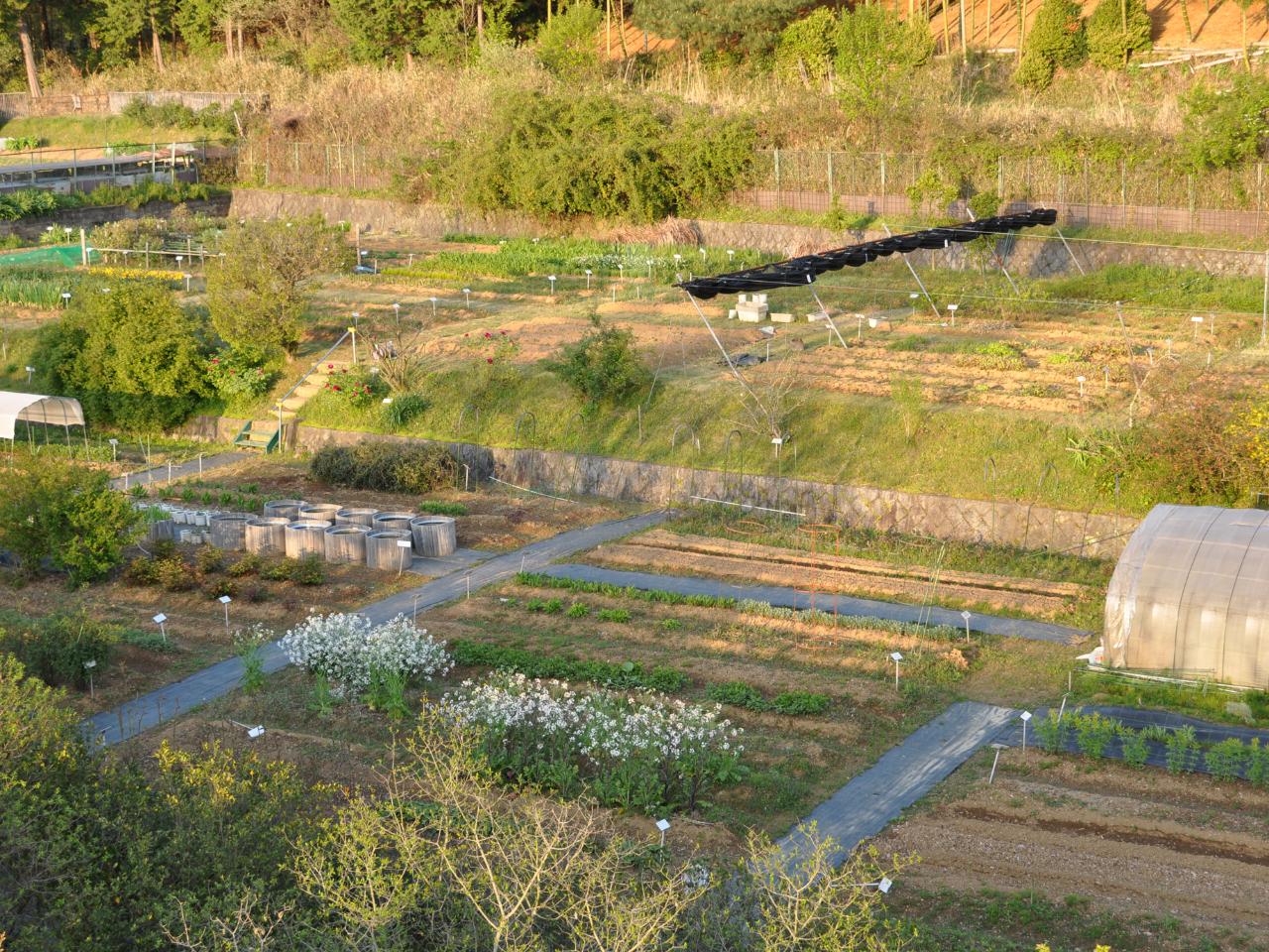 薬用植物園　画像フルサイズ01