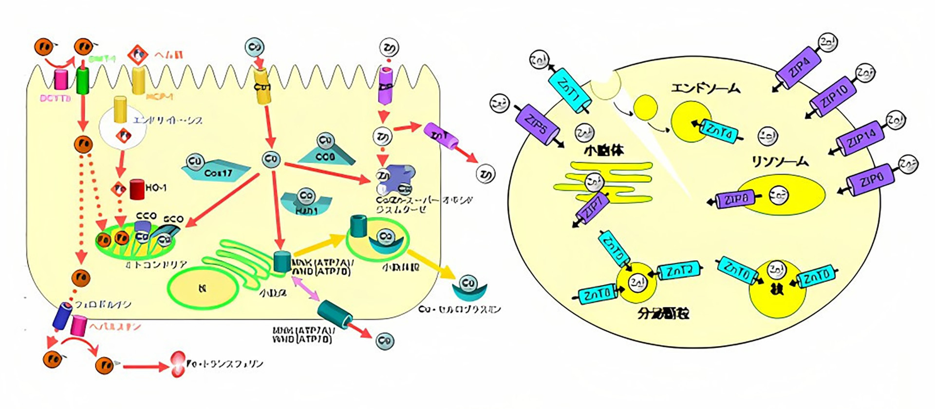 代謝分析学分野