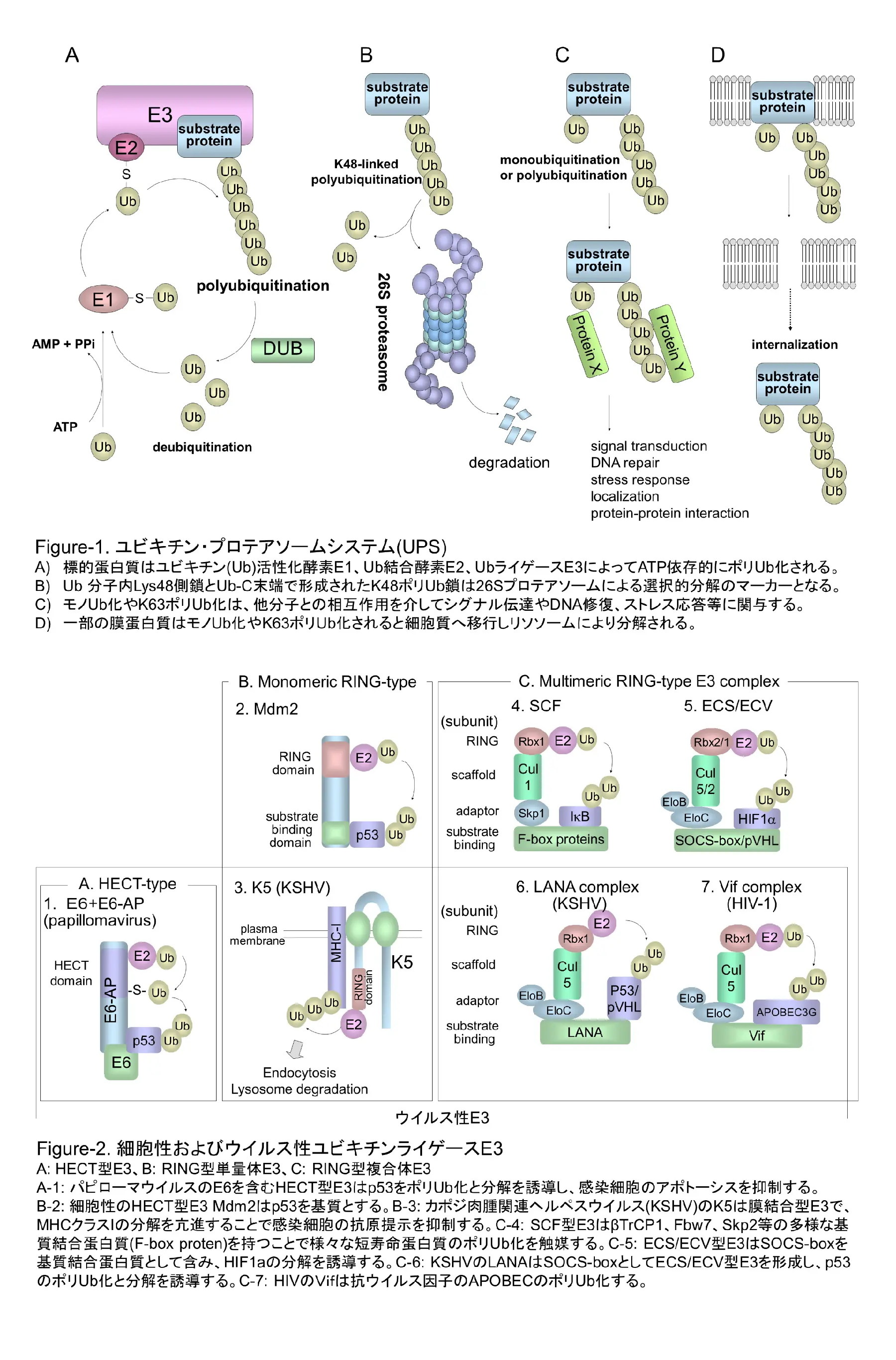 細胞生物学分野