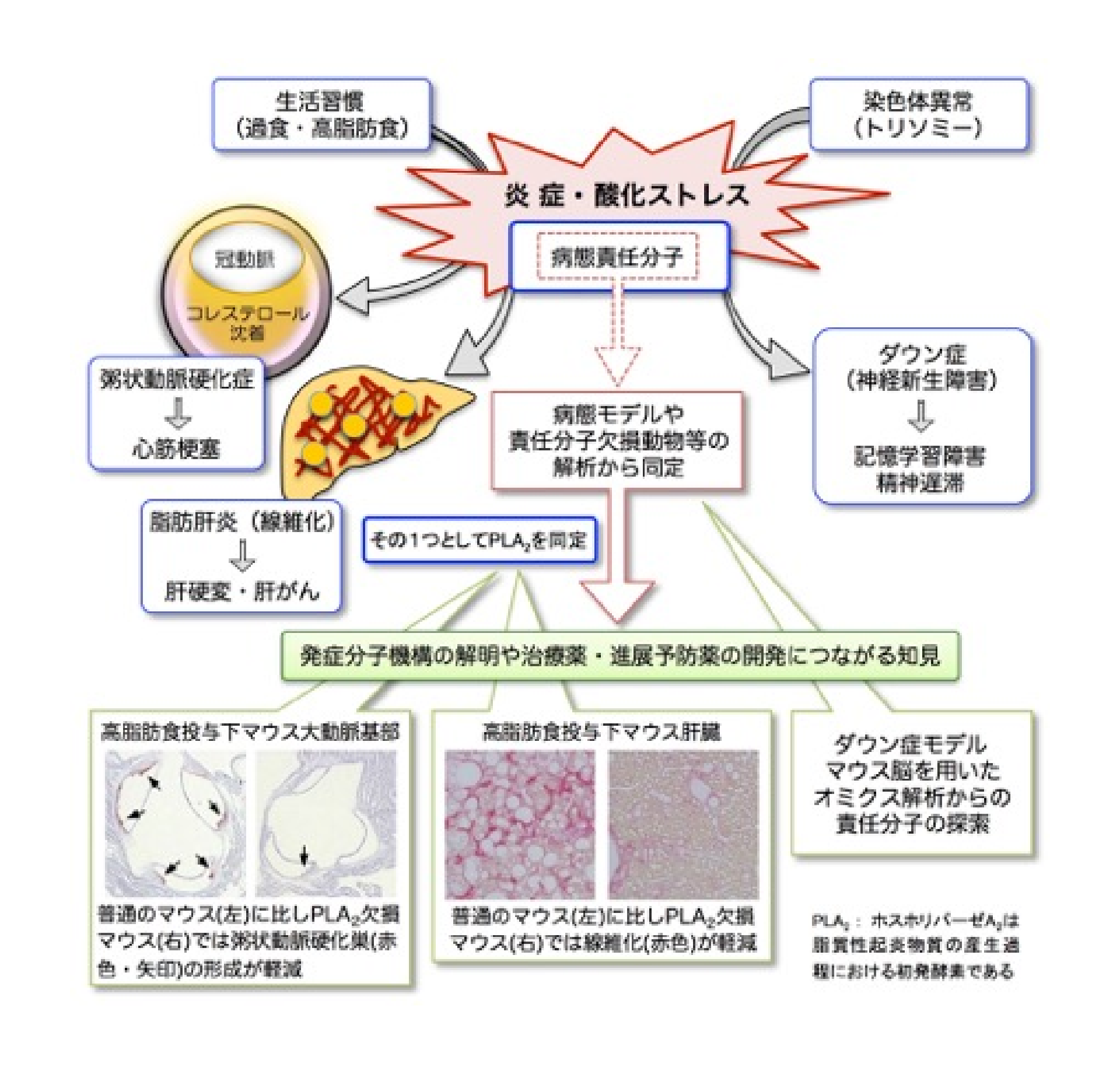 病態生化学分野