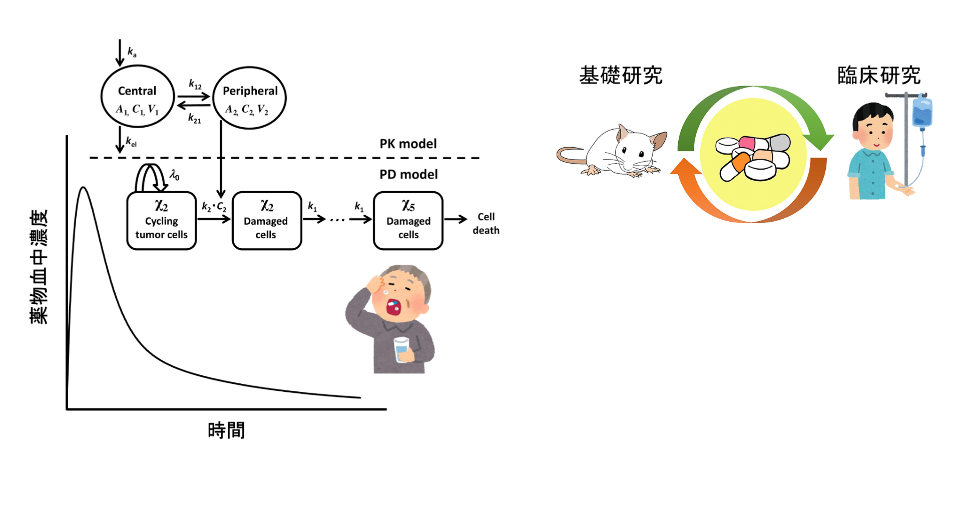 薬物動態学分野