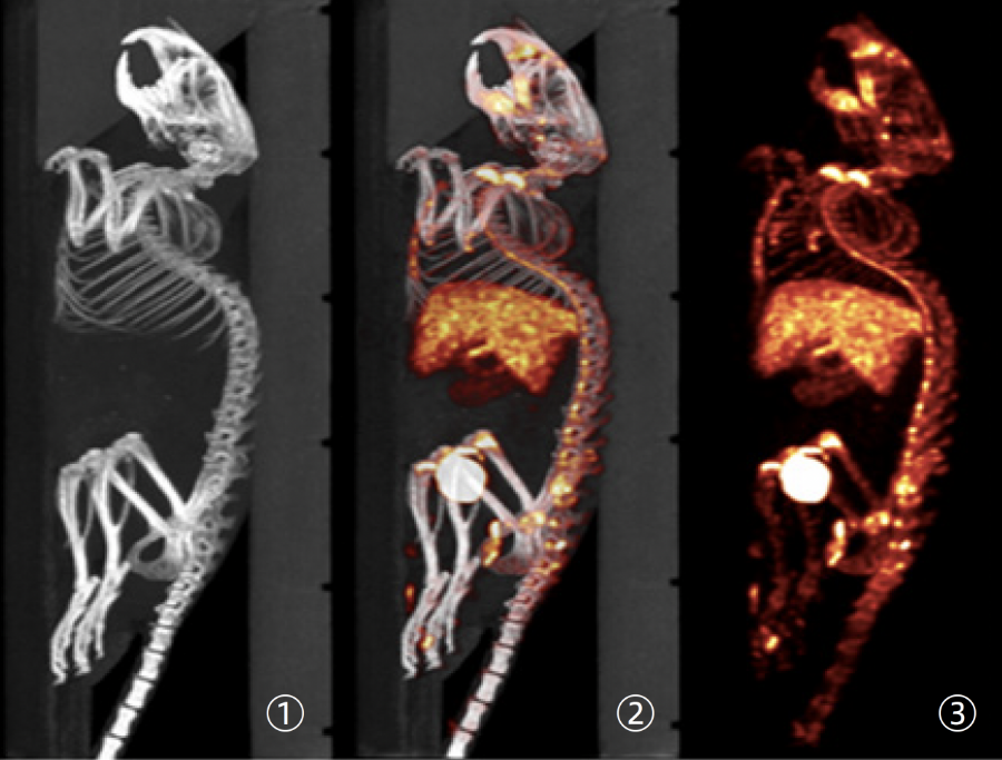 SPECT 装置及びX 線CT 装置で撮影した画像例(MOLECUBES 社提供)