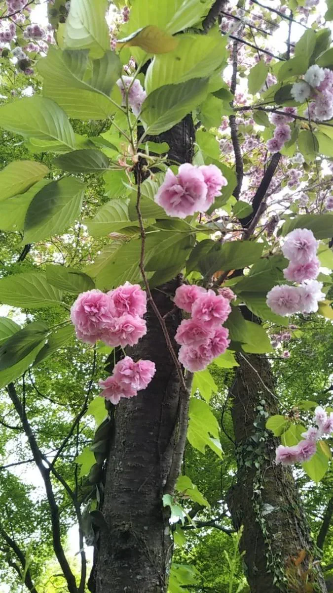 植物研究部 活動風景02
