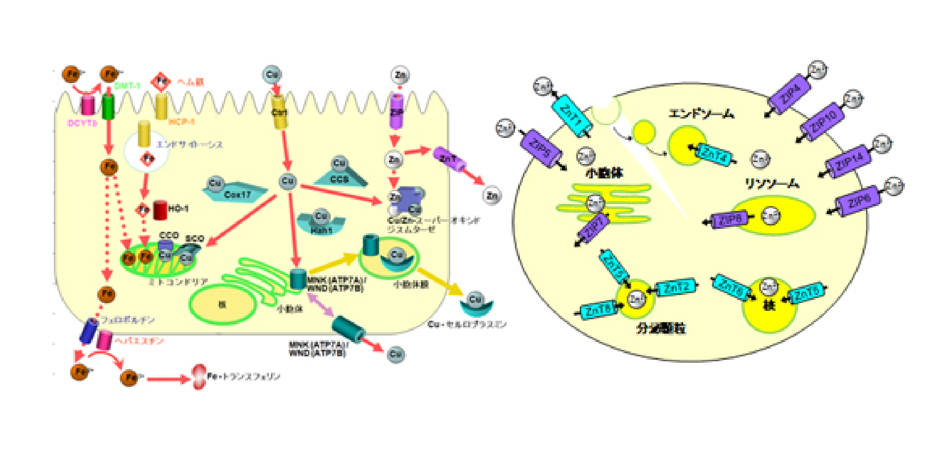 代謝分析学分野