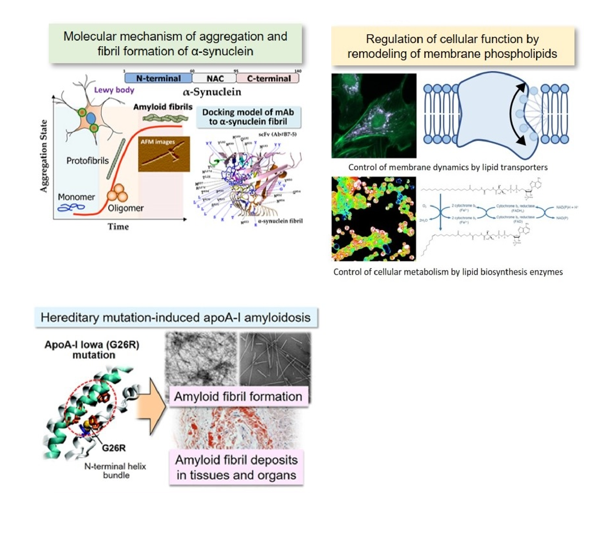 Laboratory of Biophysical Chemistry