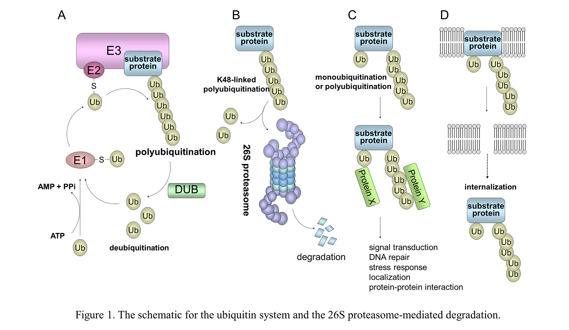細胞生物学分野01（英語）