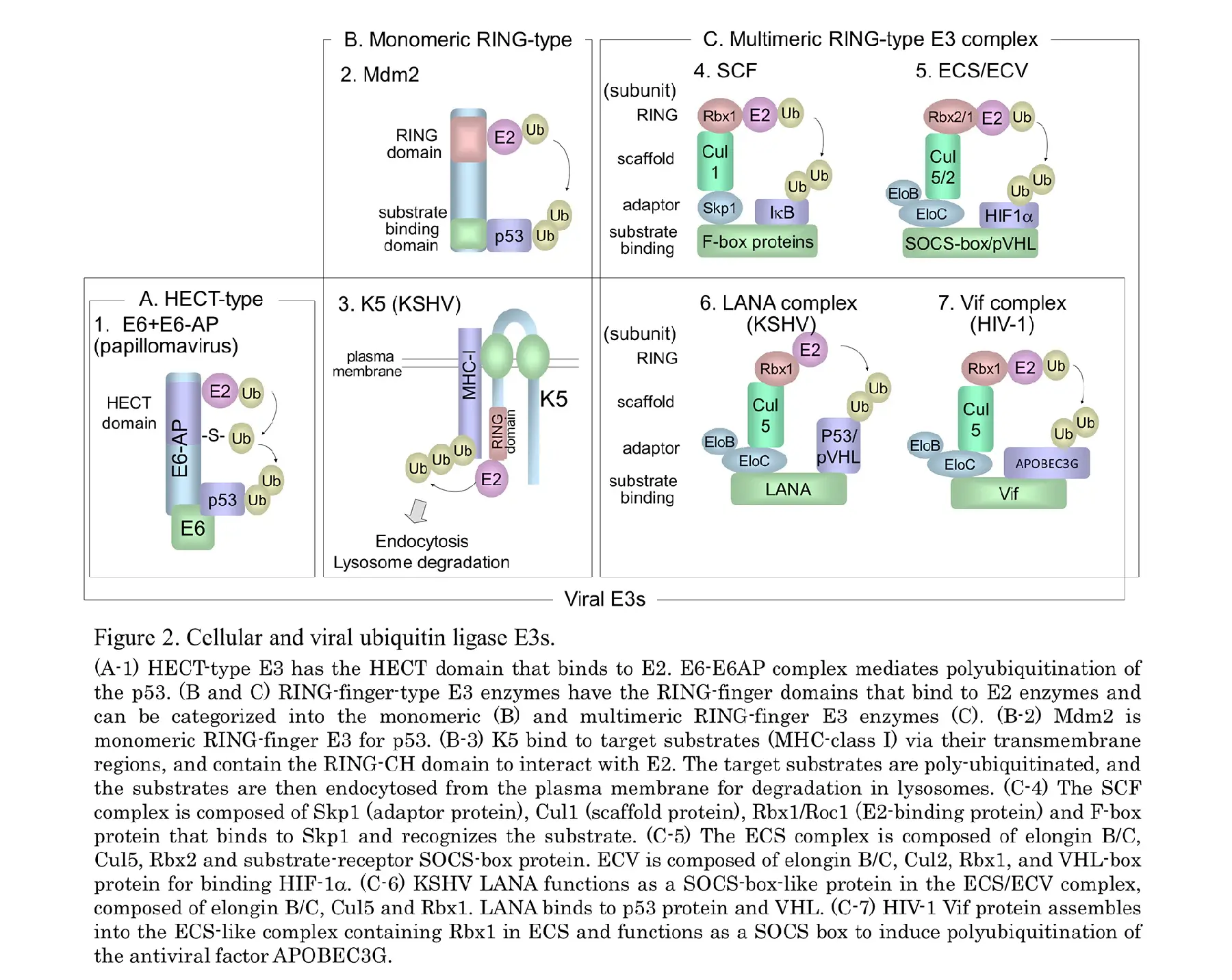 細胞生物学分野02（英語）