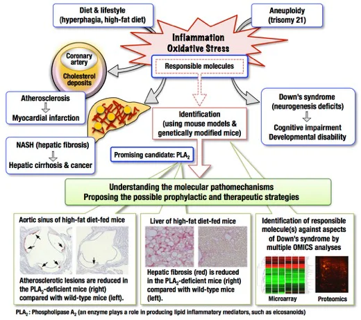Laboratory of Pathological Biochemistry