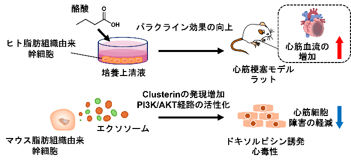 脂肪由来幹細胞の分泌因子による心筋保護の新戦略01